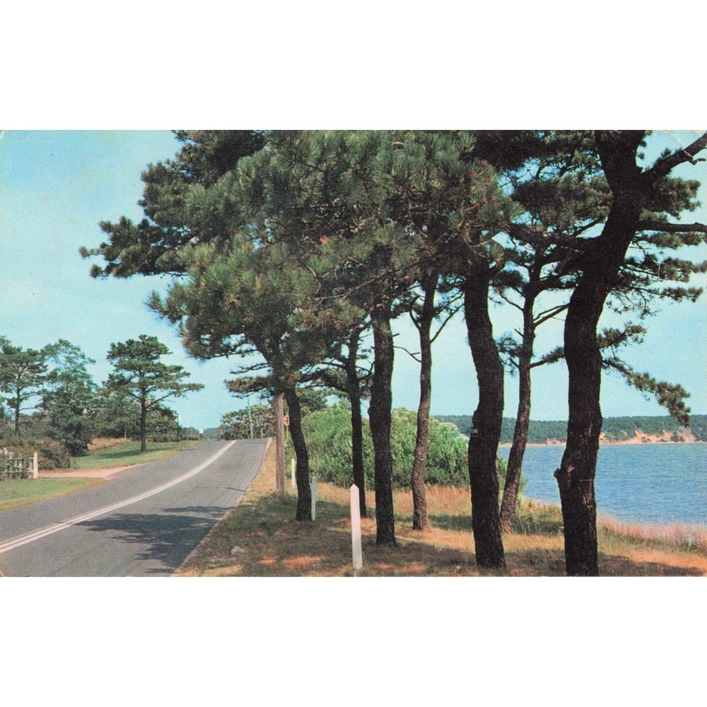 Vintage Along The Highway Postcard Plastichrome Coastal Pine Trees 1965 VG